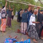 Pohon Beringin Tumbang di Pemalang, 2 Tewas dan Belasan Luka