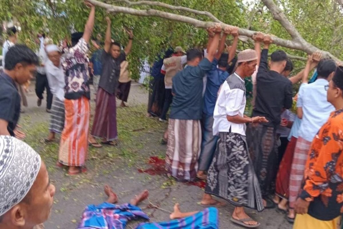 Pohon Beringin Tumbang di Pemalang, 2 Tewas dan Belasan Luka