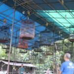 Latber Selasa Ceria di Gantangan Pagar Alam: Ajang Silaturahmi dan Pelestarian Hobi Kicau