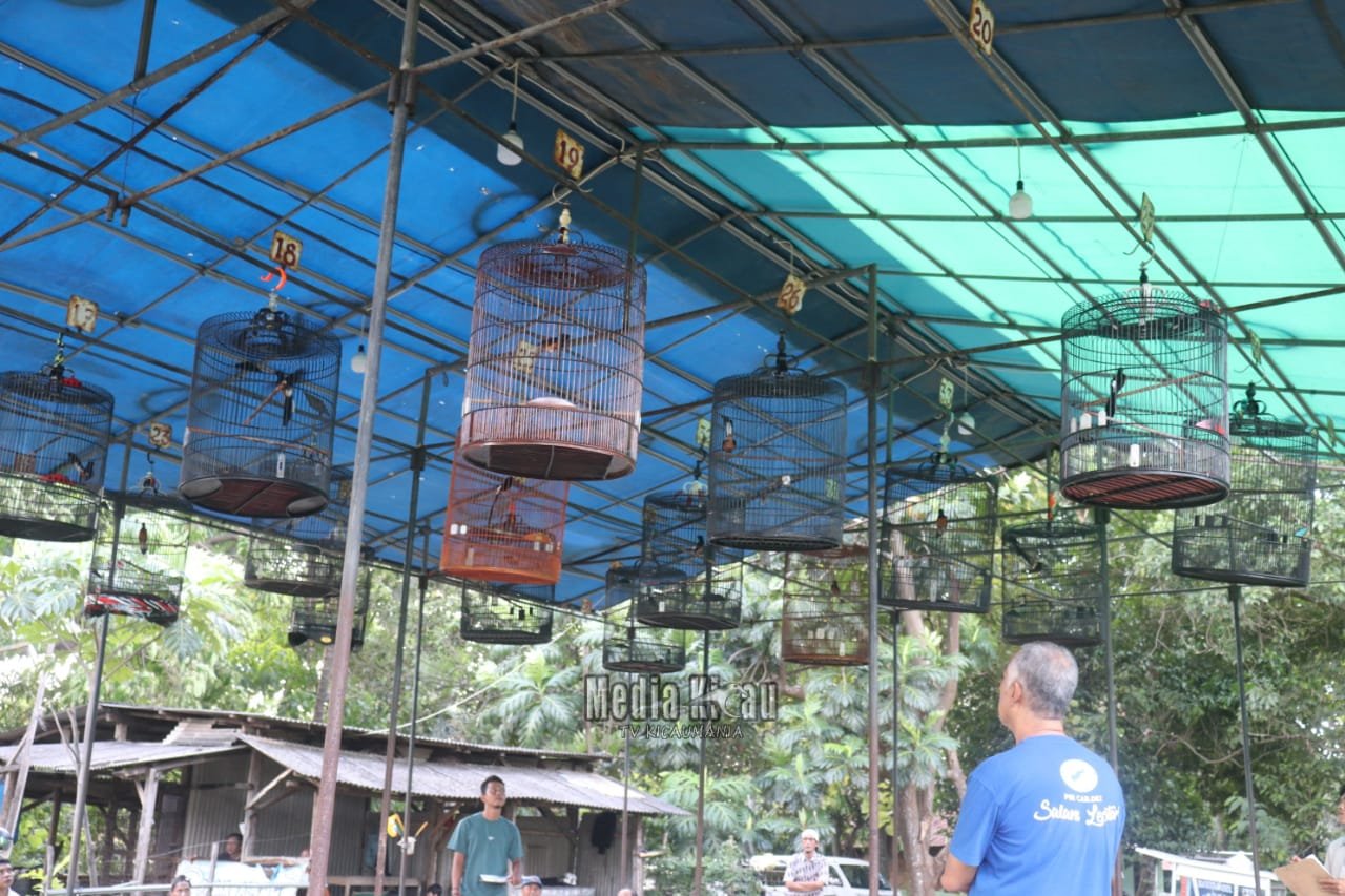 Latber Selasa Ceria di Gantangan Pagar Alam: Ajang Silaturahmi dan Pelestarian Hobi Kicau