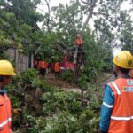 Pohon Tumbang Nyaris Timpa Rumah Warga, BPBD dan PLN Sigap Bertindak