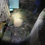 Petugas Damkar Evakuasi Sarang Tawon Raksasa di Pemukiman Warga, Cegah Ancaman Sengatan