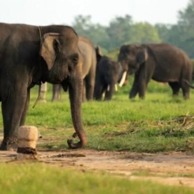 Kodam XXI Terjunkan Prajurit Redam Konflik Gajah di Lampung Timur