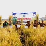 Panen Raya Padi Wonosari, Wabup Pringsewu Dorong Produktivitas
