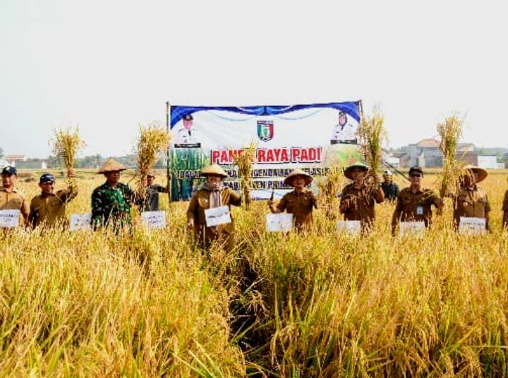 Panen Raya Padi Wonosari, Wabup Pringsewu Dorong Produktivitas