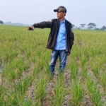 Krisis Air Ancam Ratusan Hektare Sawah Mada Jaya