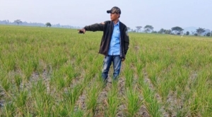 Krisis Air Ancam Ratusan Hektare Sawah Mada Jaya